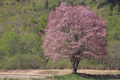 一本桜 (17).JPG